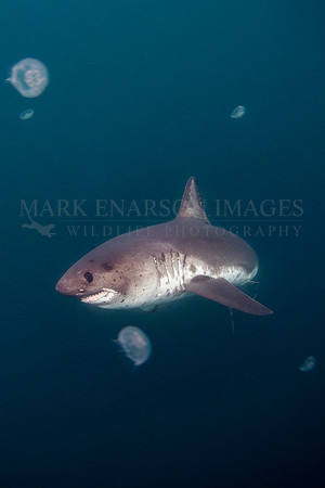 A salmon shark glides through a bloom of moon jellyfish in the cold water of Prince William Sound, Alaska