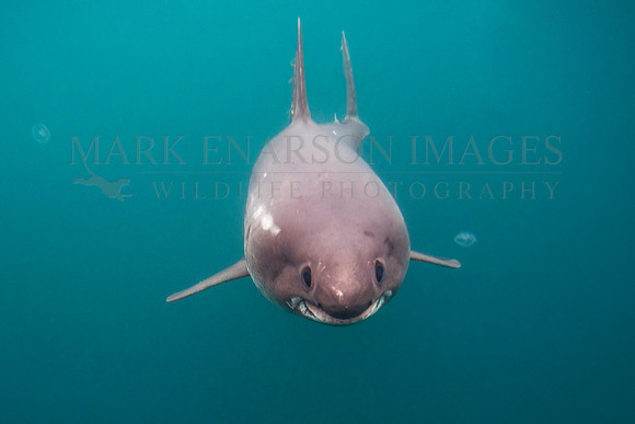 A salmon shark approaches through the cold waters of Prince William Sound, Alaska