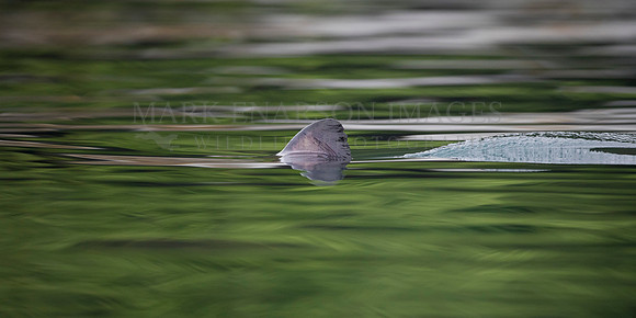 The dorsal fin of a salmon shark cuts through the glassy waters of Prince William Sound, Alaska