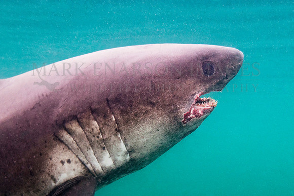 A salmon shark hunts the cold waters of Prince William Sound, Alaska