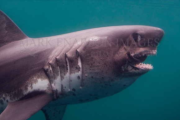 A salmon shark captures a herring in the cold waters of Prince William Sound, Alaska