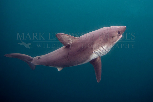 A salmon shark hunts the cold waters of Prince William Sound, Alaska