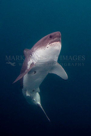 A salmon shark rises from the dark, icy depths of Prince William Sound, Alaska