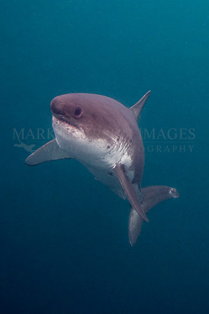 A salmon shark rises from the dark, icy depths of Prince William Soundo, Alaska