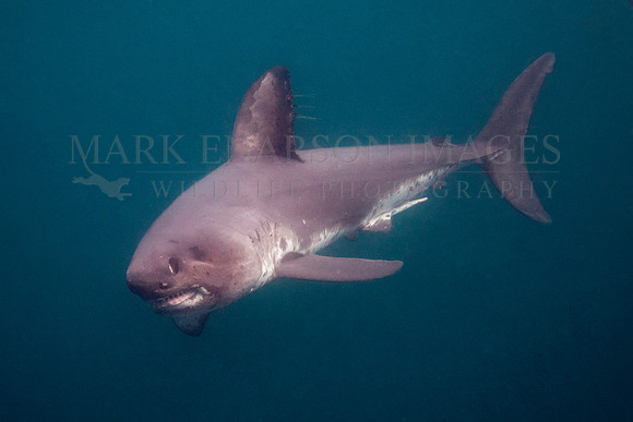A salmon shark hunts the cold waters of Prince William Sound, Alaska