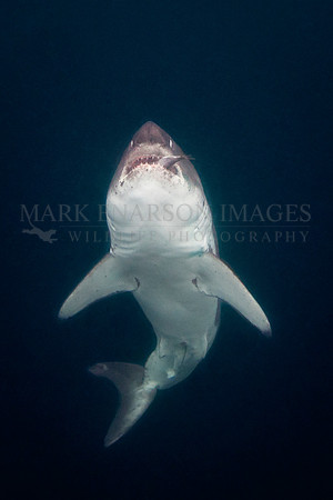 A salmon shark rises from the dark, icy depths of Prince William Sound, Alaska