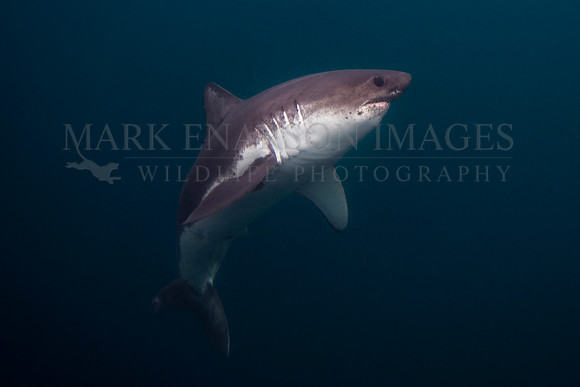 A salmon shark hunts the cold waters of Prince William Sound, Alaska