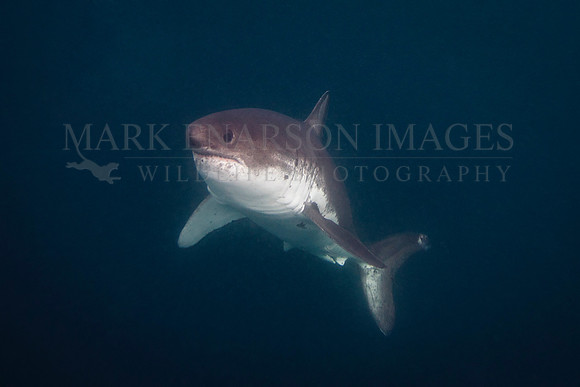 A salmon shark hunts the cold waters of Prince William Sound, Alaska