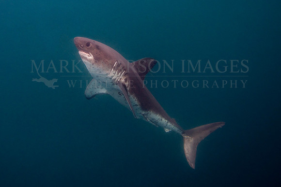 A salmon shark hunts the cold waters of Prince William Sound, Alaska