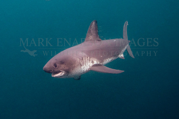 A salmon shark hunts the cold waters of Prince William Sound, Alaska