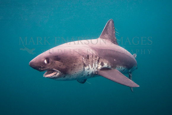 A salmon shark hunts the cold waters of Prince William Sound, Alaska