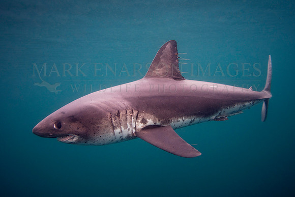 A salmon shark hunts the cold waters of Prince William Sound, Alaska
