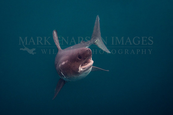 A salmon shark hunts the cold waters of Prince William Sound, Alaska