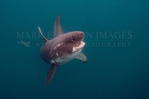 A salmon shark hunts the cold waters of Prince William Sound, Alaska