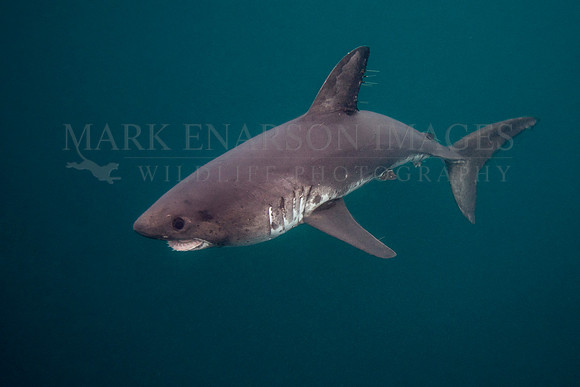 A salmon shark hunts the cold waters of Prince William Sound, Alaska