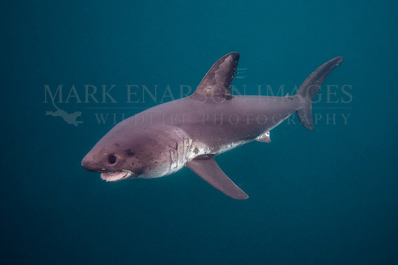 A salmon shark hunts the cold waters of Prince William Sound, Alaska
