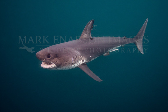 A salmon shark hunts the cold waters of Prince William Sound, Alaska
