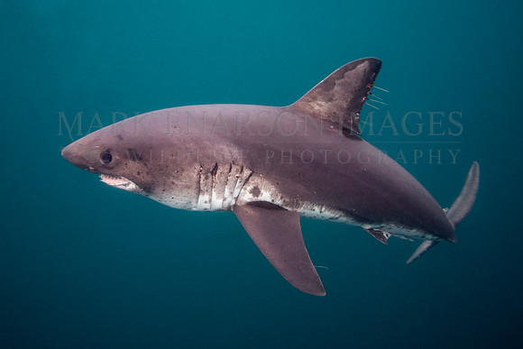 A salmon shark hunts the cold waters of Prince William Sound, Alaska