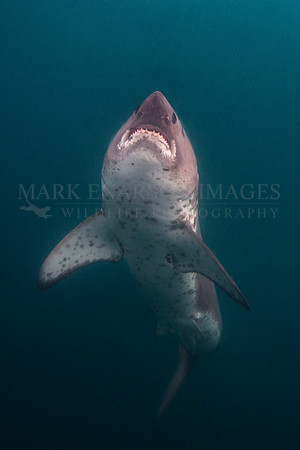 A salmon shark rises out of the frigid depths of Prince William Sound, Alaska