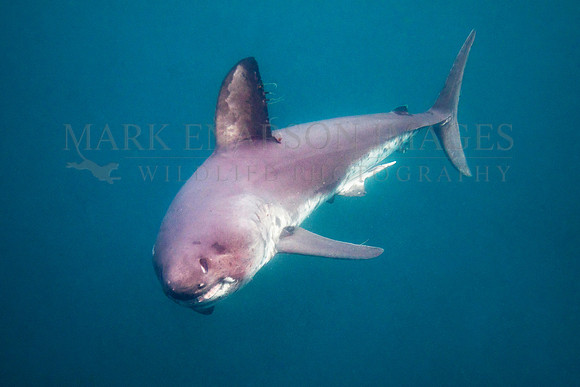 A salmon shark hunts the cold waters of Prince William Sound, Alaska