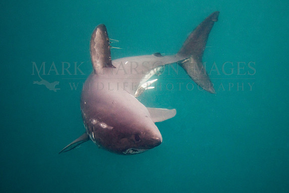 A salmon shark hunts the cold waters of Prince William Sound, Alaska