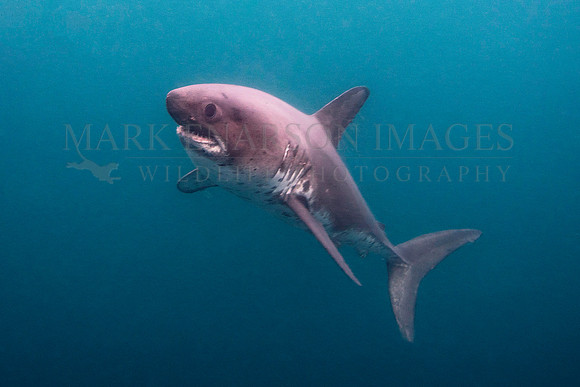 A salmon shark hunts the cold waters of Prince William Sound, Alaska