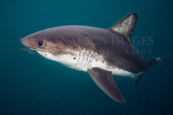 A salmon shark hunts the cold waters of Prince William Sound, Alaska