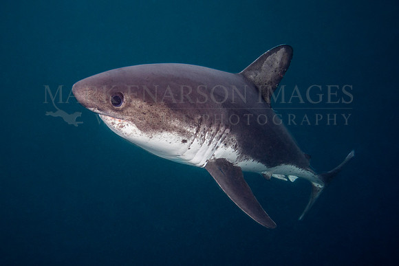 A salmon shark hunts the cold waters of Prince William Sound, Alaska