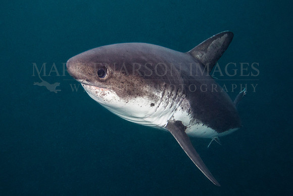 A salmon shark hunts the cold waters of Prince William Sound, Alaska