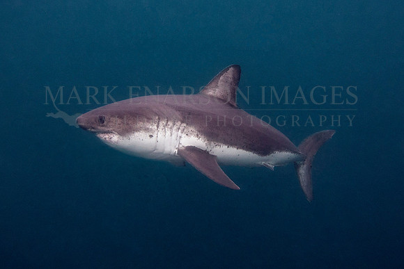 A salmon shark hunts the cold waters of Prince William Sound, Alaska