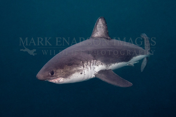 A salmon shark hunts the cold waters of Prince William Sound, Alaska