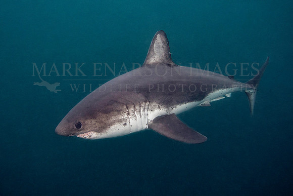 A salmon shark hunts the cold waters of Prince William Sound, Alaska