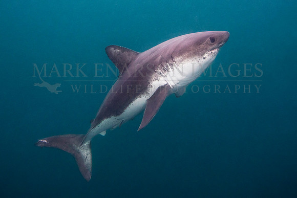 A salmon shark hunts the cold waters of Prince William Sound, Alaska