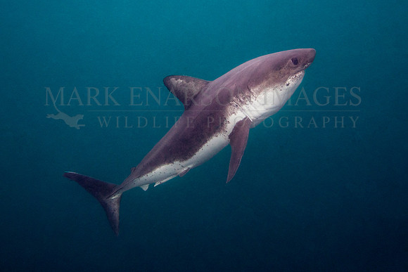 A salmon shark hunts the cold waters of Prince William Sound, Alaska
