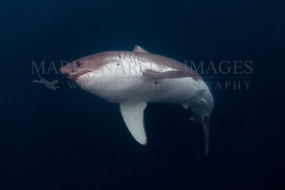 A salmon shark rises from the dark, icy depths of Prince William Sound, Alaska