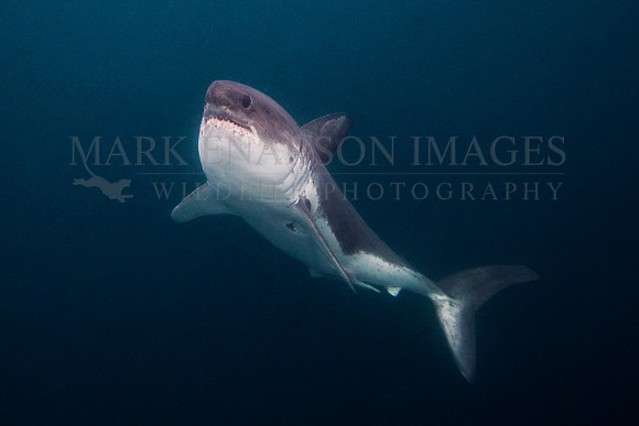 A salmon shark glides through the frigid waters of Prince William Sound, Alaska