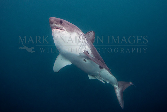 A salmon shark hunts the cold waters of Prince William Sound, Alaska