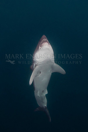 A salmon shark rises out of the frigid depths of Prince William Sound, Alaska