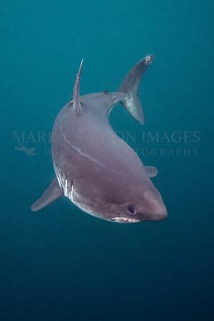 A salmon shark hunts the cold waters of Prince William Sound, Alaska