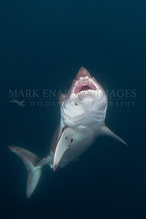 A salmon shark rises out of the frigid depths of Prince William Sound, Alaska