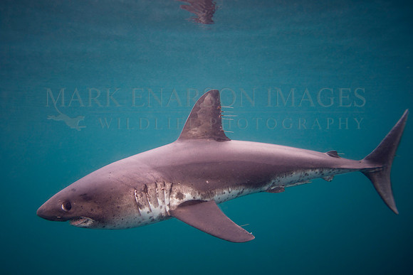 A salmon shark hunts the cold waters of Prince William Sound, Alaska