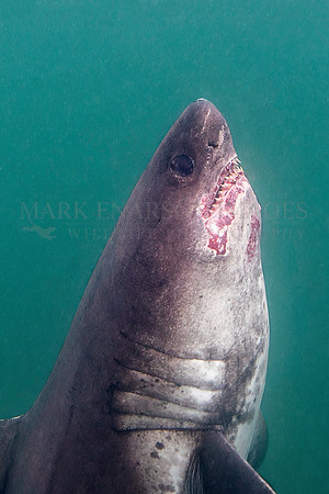 A salmon shark hunts the cold waters of Prince William Sound, Alaska