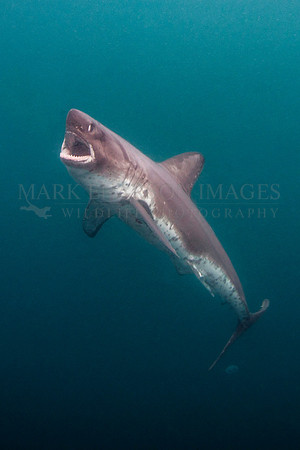 A salmon shark hunts the cold waters of Prince William Sound, Alaska