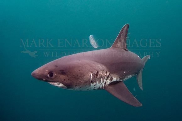 A salmon shark hunts the cold waters of Prince William Sound, Alaska
