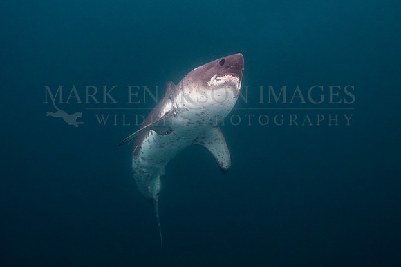 A salmon shark rises out of the frigid depths of Prince William Sound, Alaska