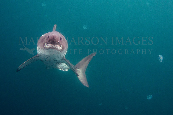 A salmon shark glides through a group of moon jellyfish in the frigid waters of Prince William Sound, Alaska