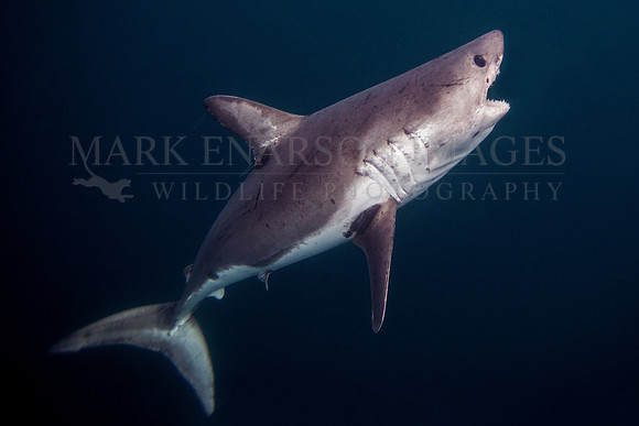 A salmon shark hunts the cold waters of Prince William Sound, Alaska