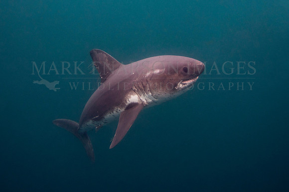 A salmon shark hunts the cold waters of Prince William Sound, Alaska