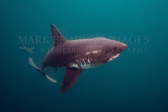 A salmon shark hunts the cold waters of Prince William Sound, Alaska