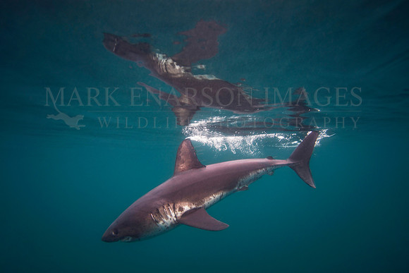 A salmon shark reflected at the surface of Prince William Sound, Alaska